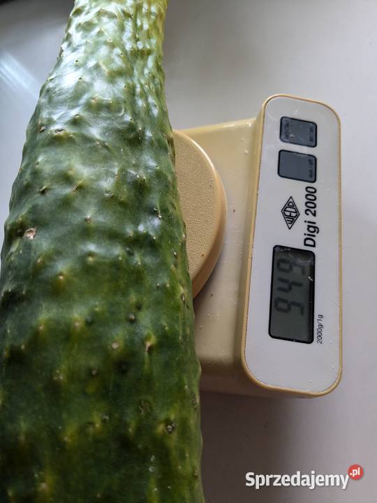 Ogórek sałatkowy długi nasiona wschodnie Kraków