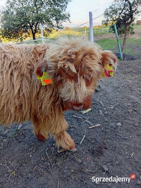Krowy Highland stado 12 bydło mięsne szkockie Płachty