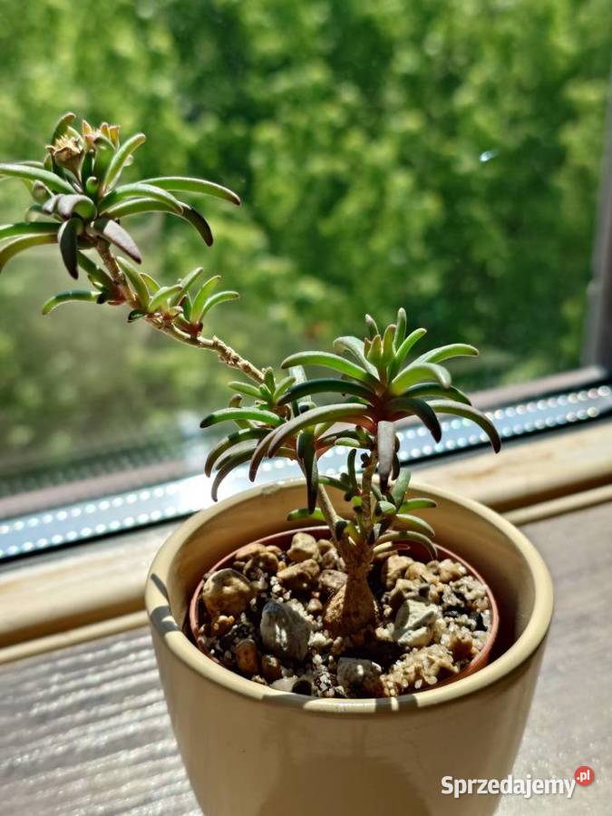 Delosperma bosseranum kaudeks miniatura w Dom i Ogród Warszawa