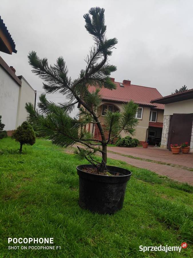 Przycinanie bonsai ciecie strych krzewów pod Iglaste Chęciny