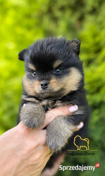 Szpic miniaturowy Pomeranian chłopiec blacktan