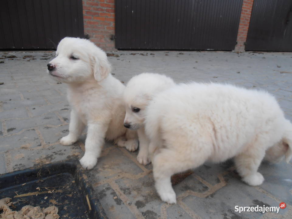 Owczarki Podhalańskie Owczrek Podhalański