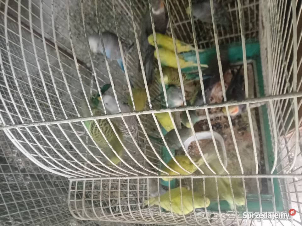 Faliste Wawrzeńczyce sprzedam