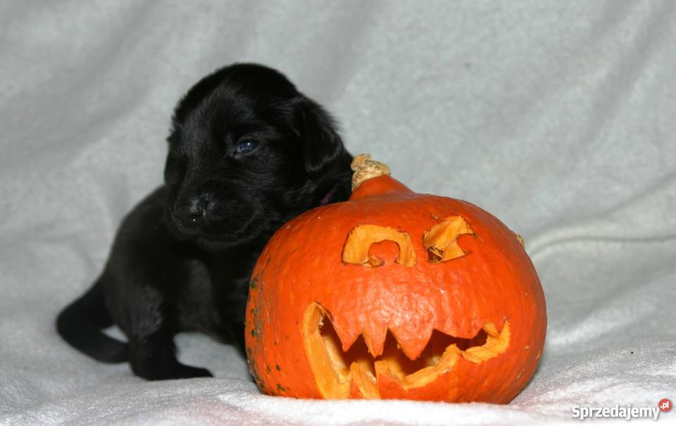 Piękne szczenięta Flat Coated Retriever FCI Wrocław sprzedam