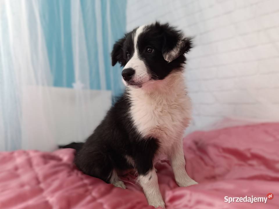 szczeniak suczka BORDER COLLIE czarnobiała Skołyszyn sprzedam