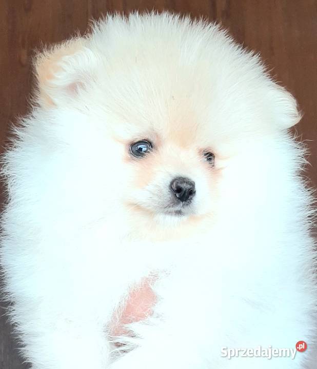 Szpic miniaturowy pomeranian suczka