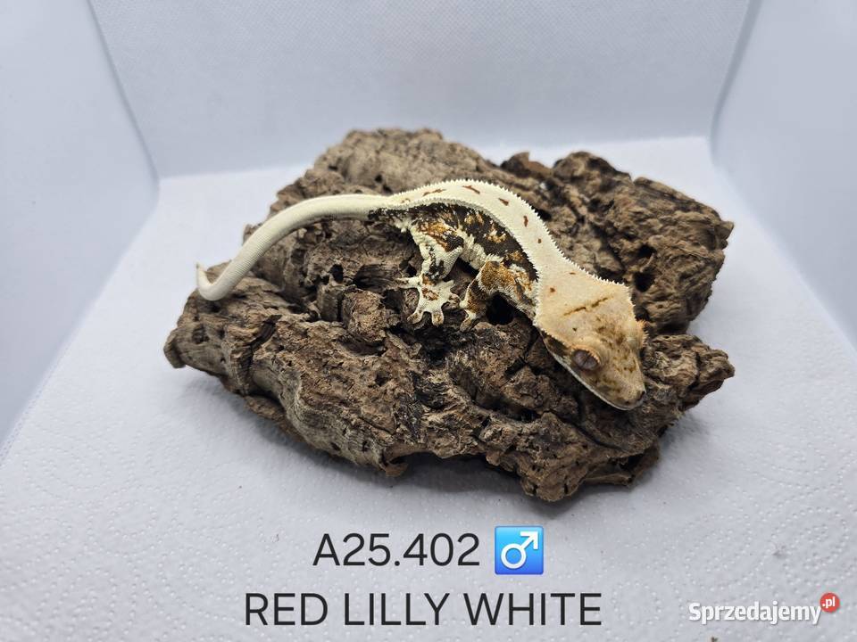 Gekony orzęsione Zawiercie sprzedam