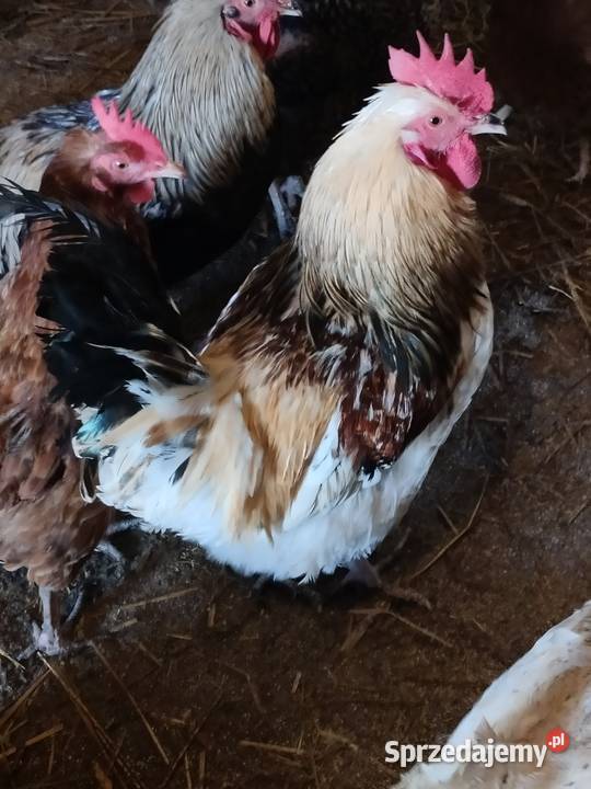 Sprzedam koguty tegoroczne ozdobne Liniewo