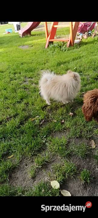 Szpic miniaturowy pomeranian sprzedam