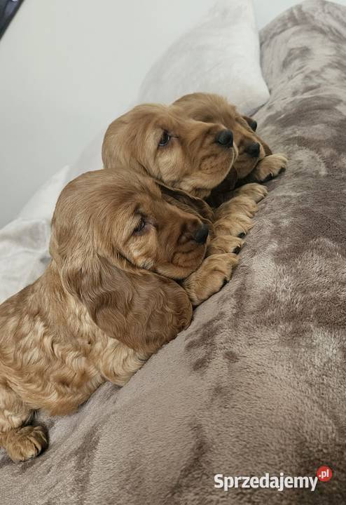 Cocker Spaniel szczeniaki Psy świętokrzyskie Busko-Zdrój sprzedam