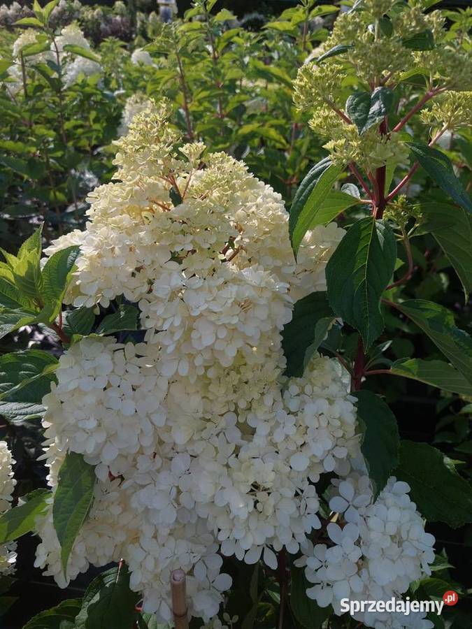 Hortensje Bukietowe na pniu hurt sprzedam Tarnobrzeg sprzedam