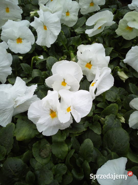 Bratki Hurt Białystok Podlasie