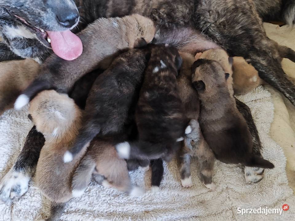 Akita Inu szczenięta socjalizowane zoopsychologa lubelskie Radzyń Podlaski