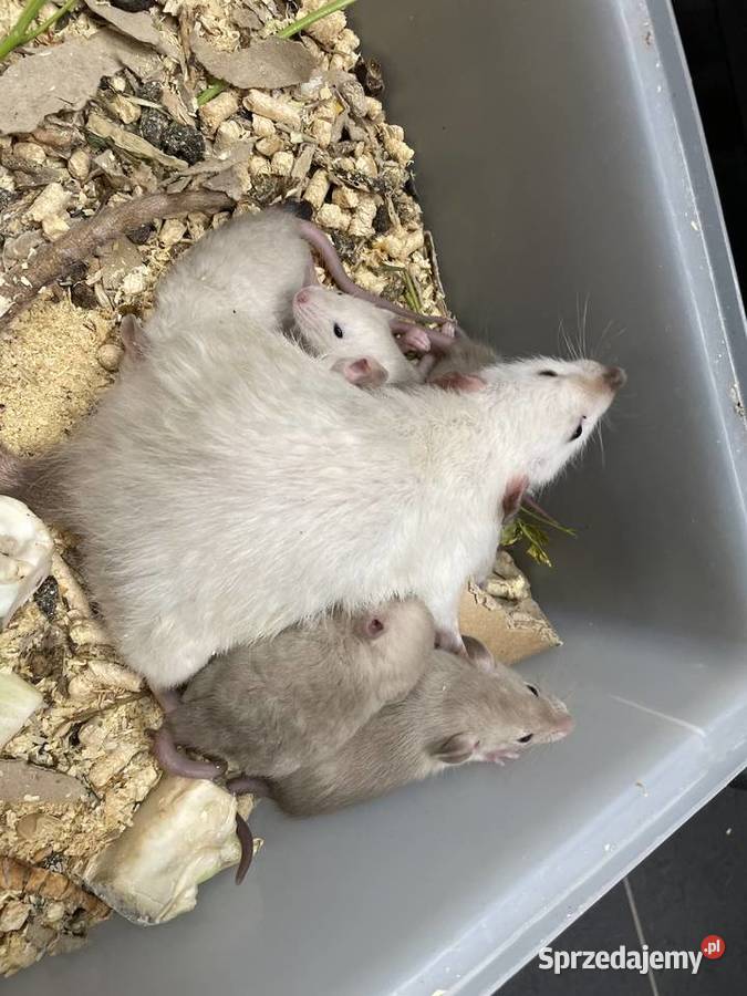 Szczury rasowe Gliwice sprzedam