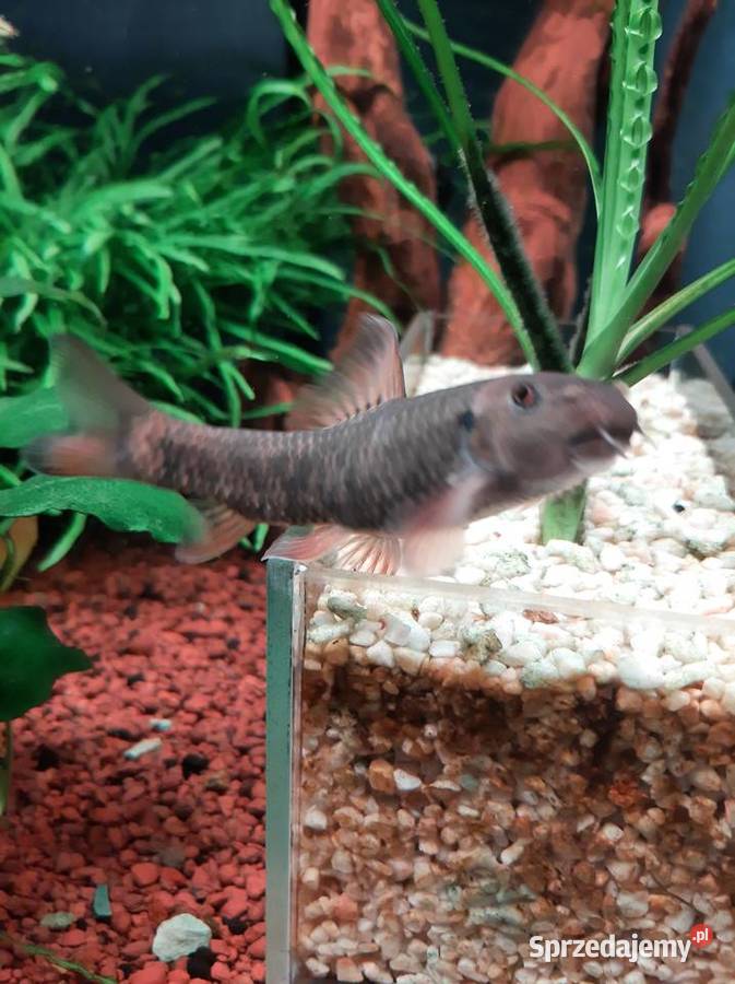 Garra rufa Brzanka ssąca