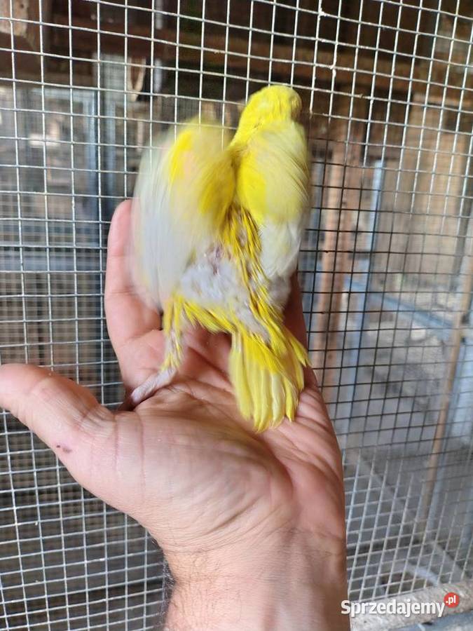 Żółty mnich do ręcznego karmienia Chudów sprzedam