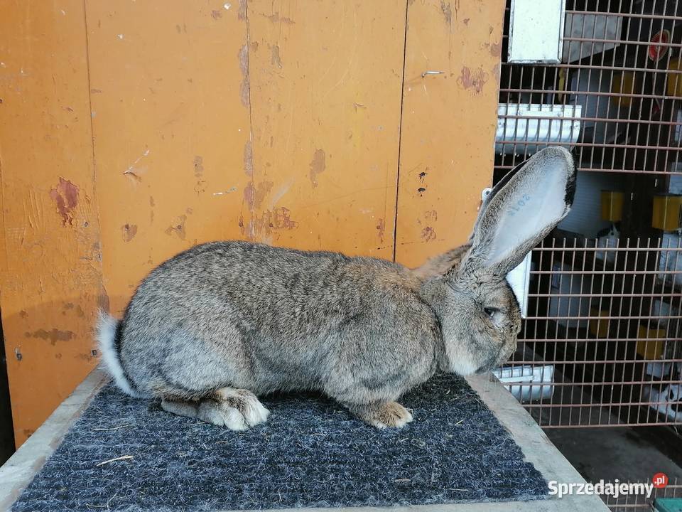 belgijski olbrzym wysyłka Leżajsk