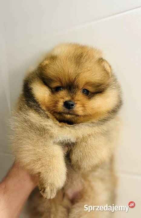Szpic Pomeranian miniaturowy szczeniak piesek Lublin