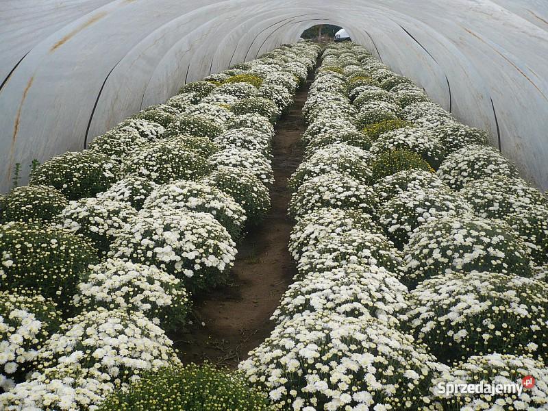 Chryzantemy Doniczkowe Drobnokwiatowe Kraków małopolskie Niepołomice