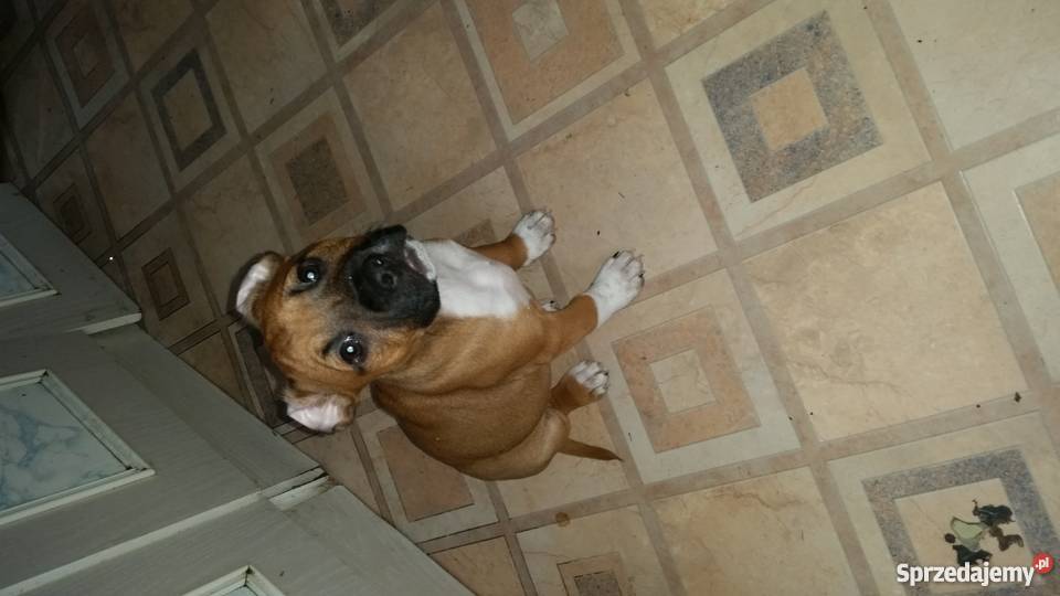 sprzedam 3 miesięcznego amstaff suczka Brzesko