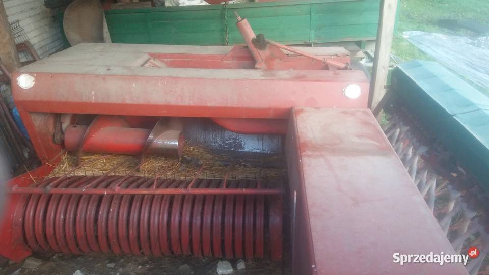Sprzedam prase sipma z 224 Sipma