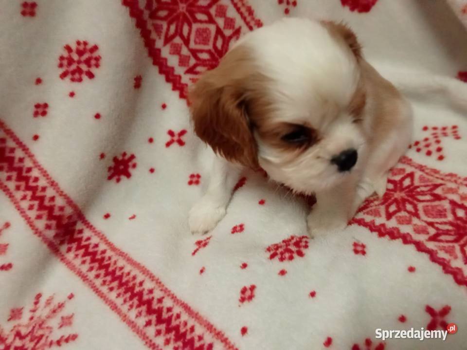 Cavalier king charles spaniel gotowe do zmiany Kurów sprzedam
