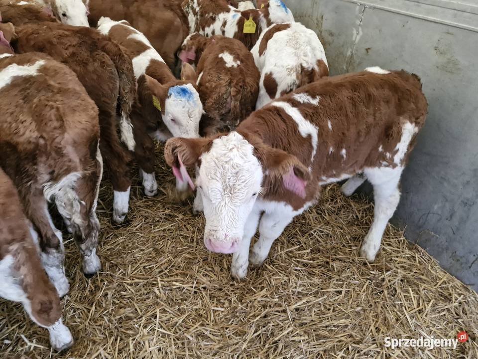 Sprzedam byczki dolnośląskie Bielawa
