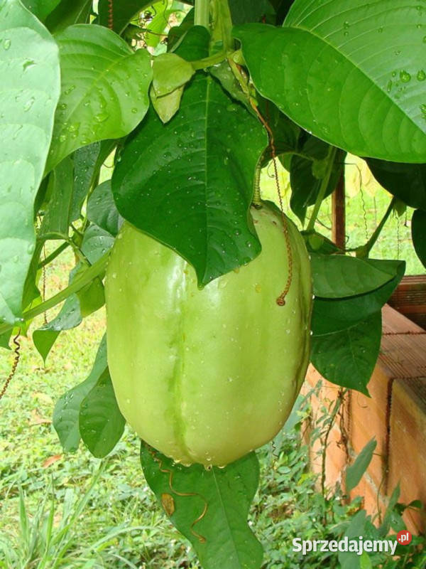 MĘCZENNICA OLBRZYMIA Passiflora quadrangularis Lubanie