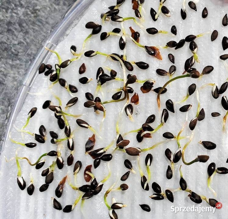 NASIONA Jabłoń antonówka Malus domestica Puławy