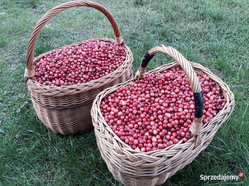 ŻURAWINA bagienna SMACZNA i ZDROWA lepsza niż sprzedam