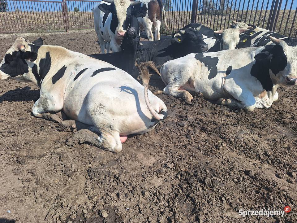 Byki hf Bydło Warszew sprzedam
