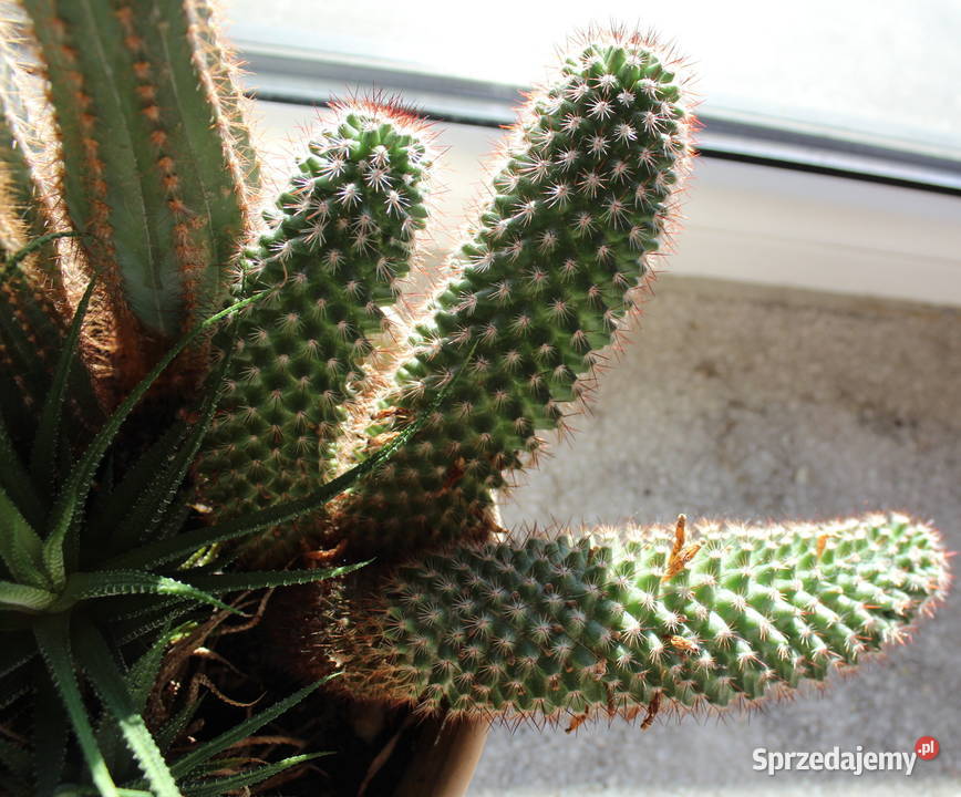 Sukulenty Kaktusy Żywe 5 Rodzajów 47 Kwiaty Bielsko-Biała sprzedam