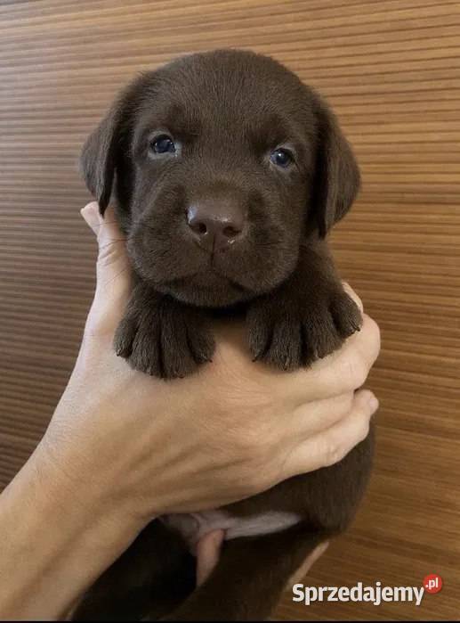 Niesamowity szczeniak labradora Szczecin