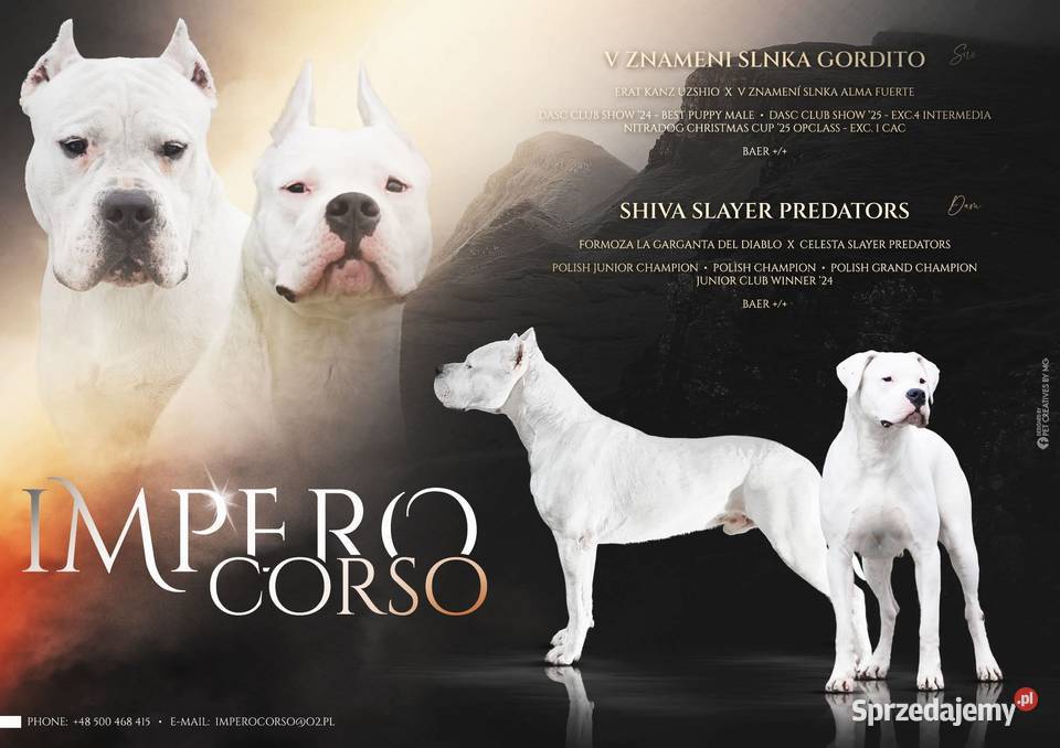 Szczeniaki Dog Argentyński ZKwP FCI krycie Gończyce