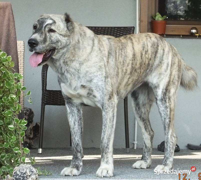Owczarek Środkowoazjatycki pies wielkopolskie sprzedam