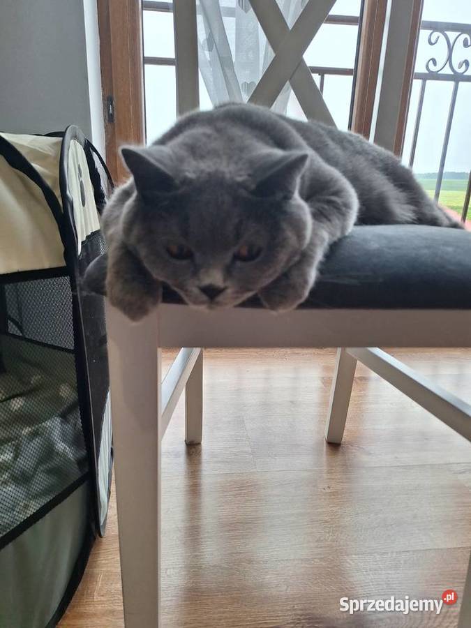 Kocięta brytyjskie niebieskie Stradzewo
