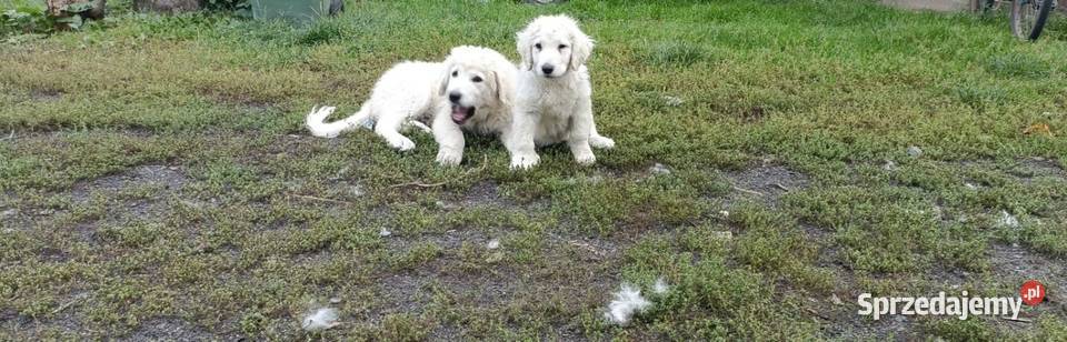 Sprzedam szczeniaka Owczarka Podhalańskiego Dratów