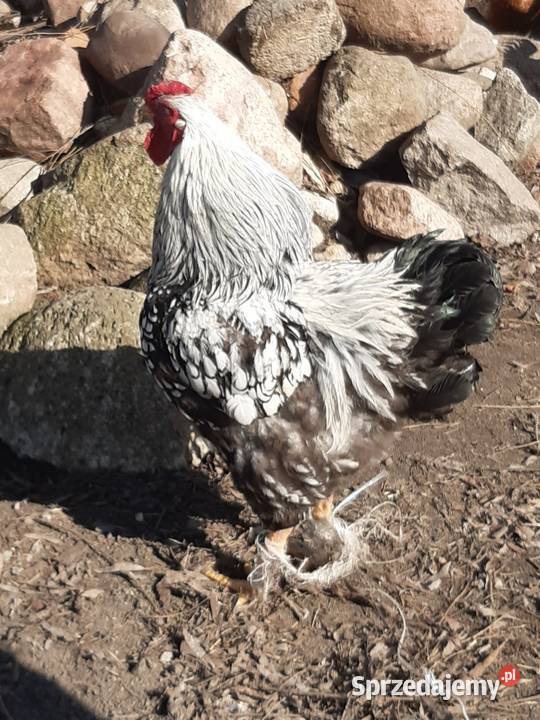 Kogut waydotta i rossa 2025 Rolnictwo Niewiesz