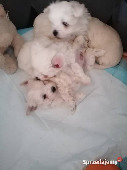 Przepiękne maltańczyki z rodowodem Mysłowice