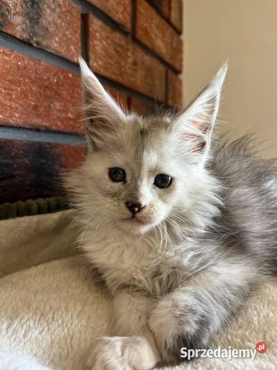 Iris kotka Maine Coon Maine Coon