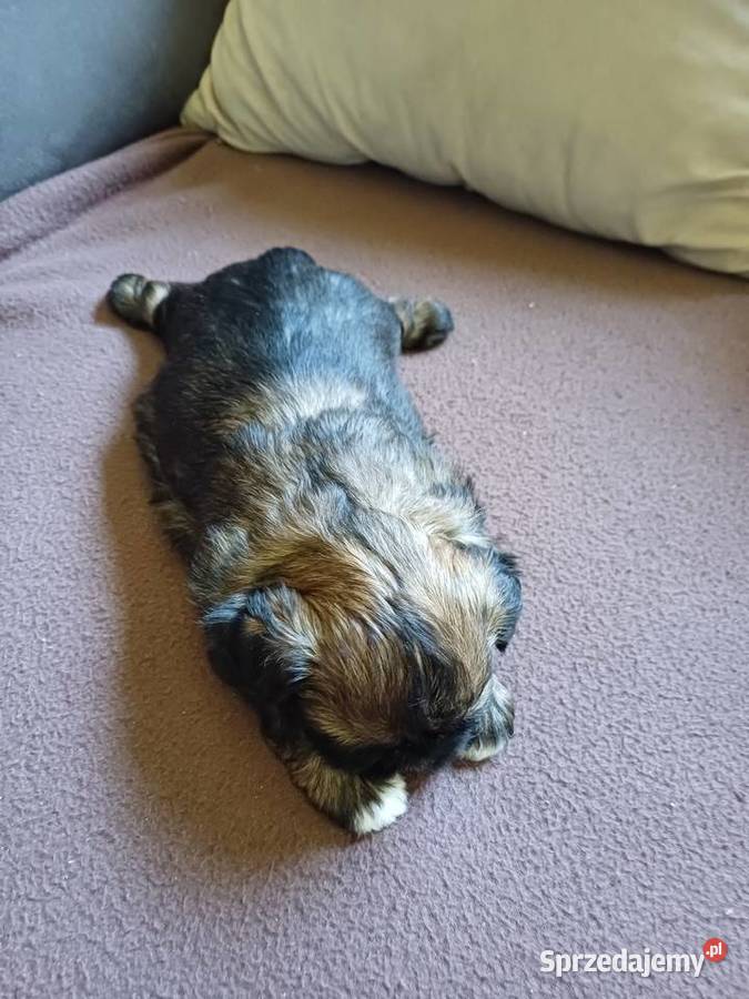 Shih tzu Fletnowo