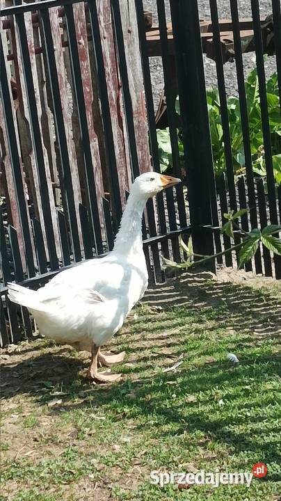 Duża zadbana Gęś biała kołobudzka tegoroczna Iłża