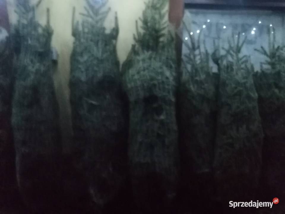 Sprzedam choinki świąteczne Maciejowa