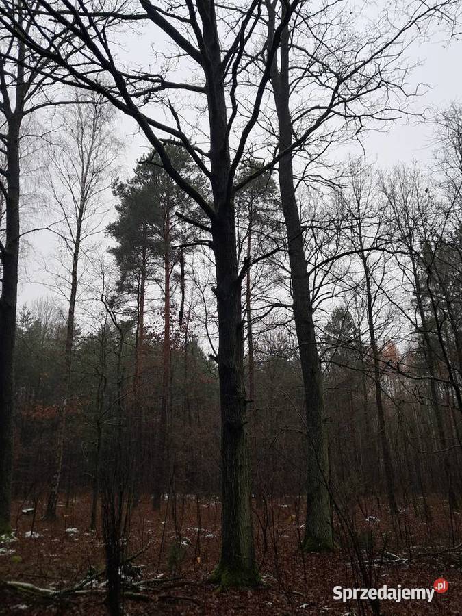 Sprzedam dęby tartaczne Brudzewice-Kolonia