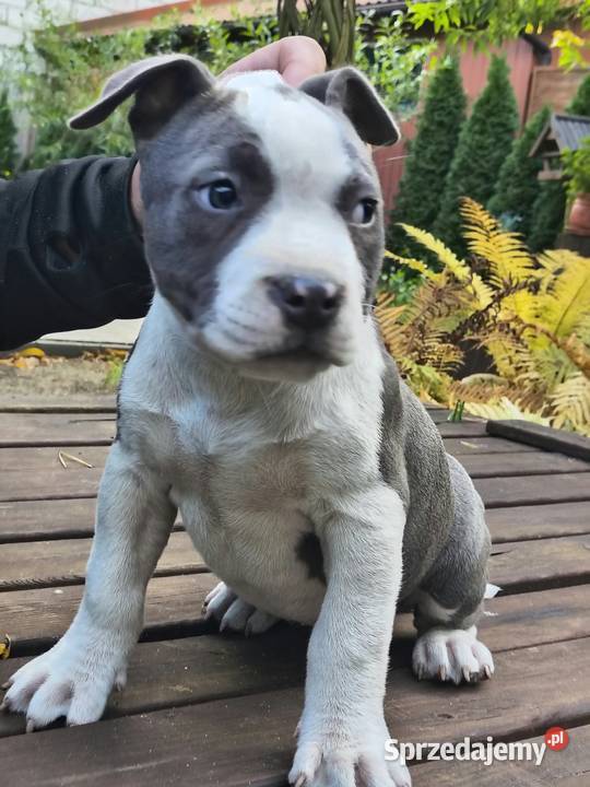 American Bully ABKC pies standard Warszawa