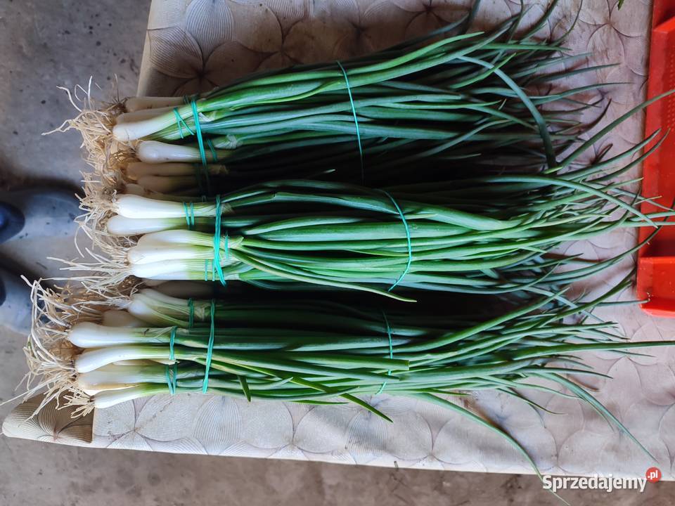 Cebula szczypiorowa duże ilości pod zamówienie Łęczyca