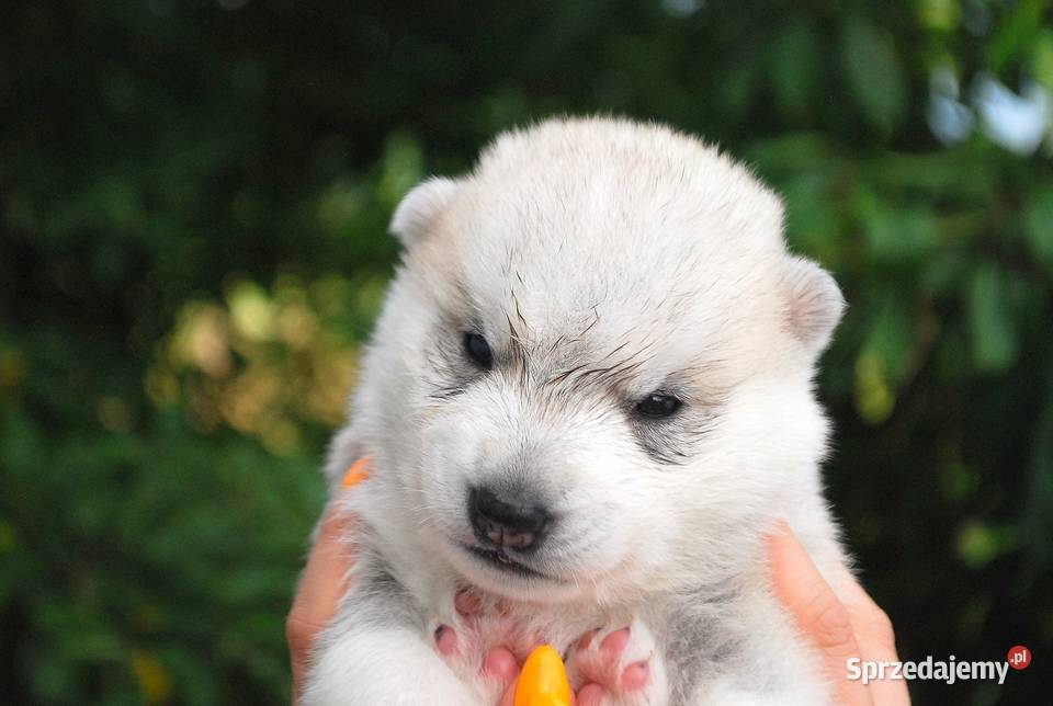 Szczeniaki srebrnobiałe Siberian Husky lato 2023 Rzeszów sprzedam