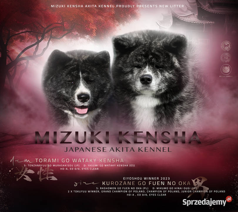 Akita inu japońska pręgowane szczenię Meiyosho dolnośląskie Wrocław