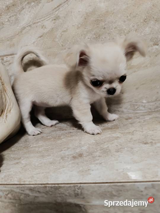 Chihuahua długowłosa Warszawa