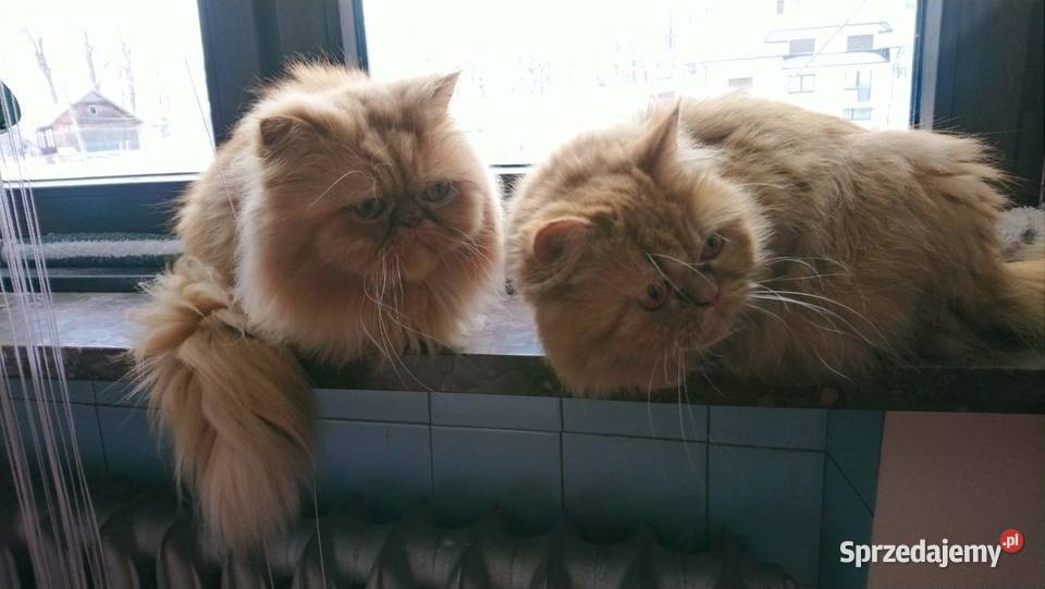 Rudobiszkoptowa kotka perska Kalwaria Zebrzydowska